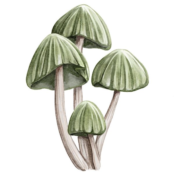 Little Critters Spooky Halloween Mushroom #3 Fabric Panel on Sale